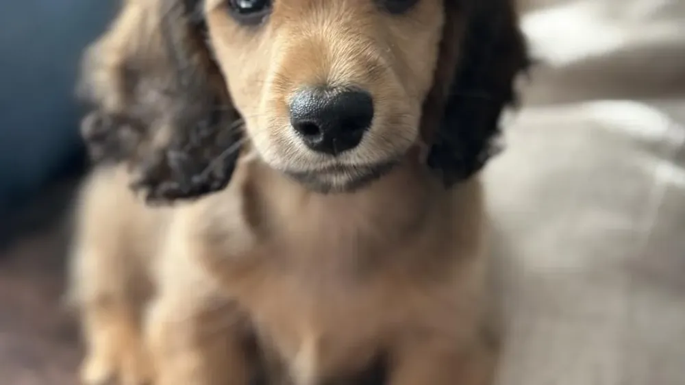 salon de toilettage chien et chat (11)