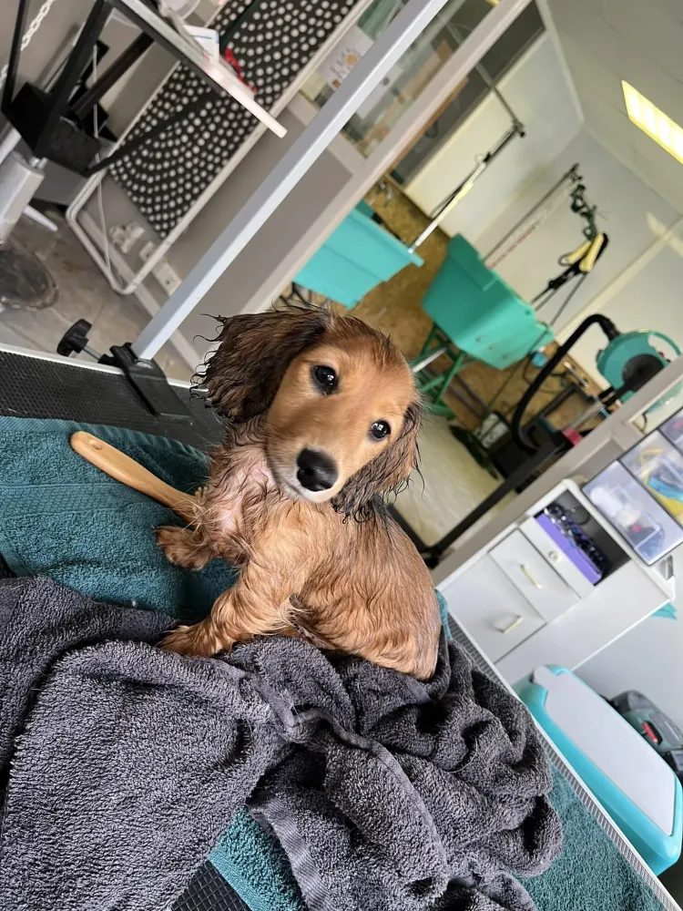 salon de toilettage chien et chat (1)