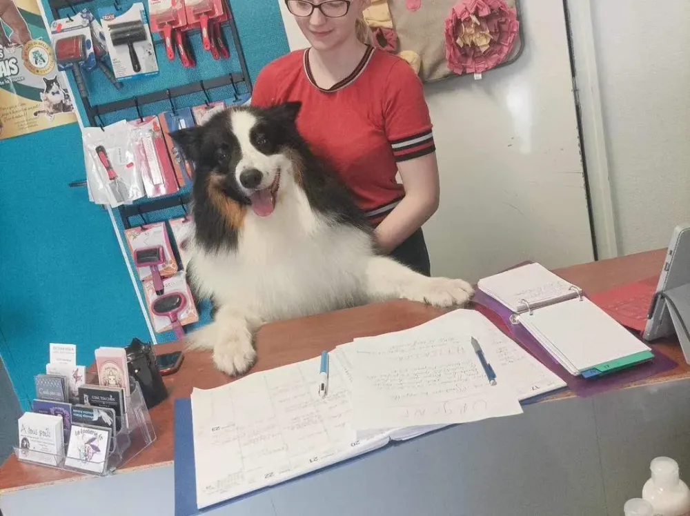 salon de toilettage chien et chat (4)