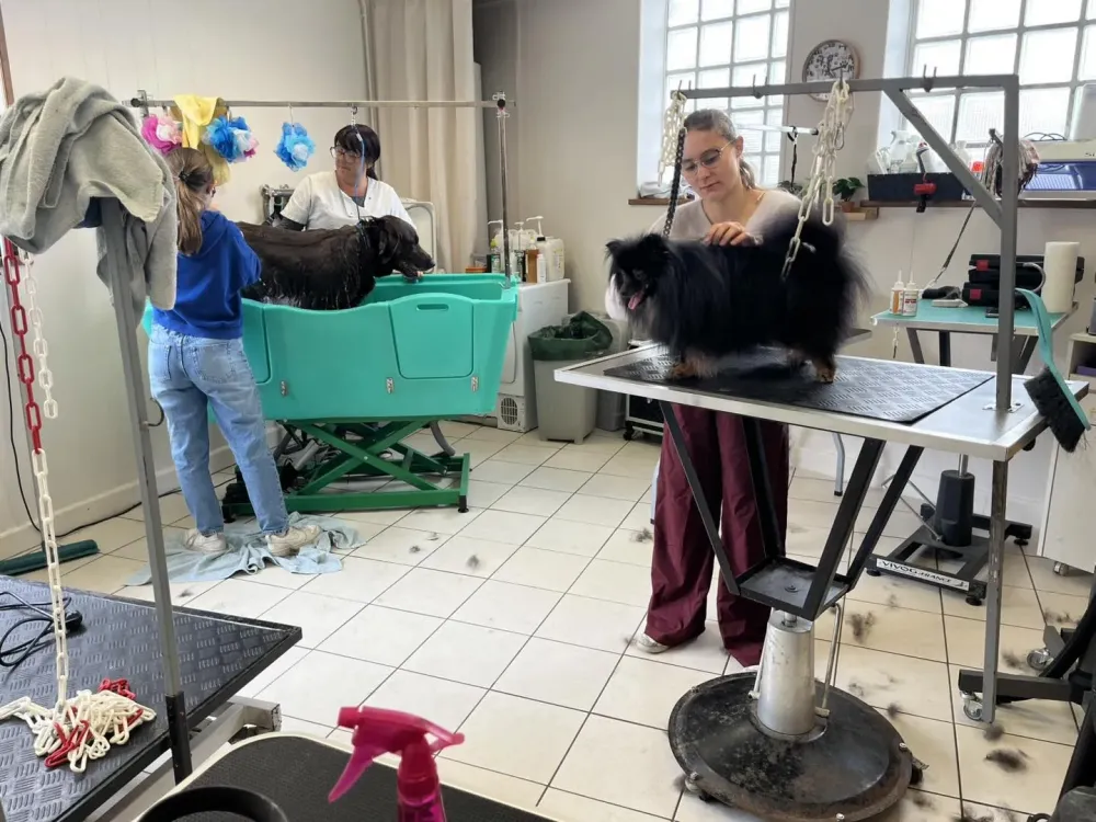 Toilettage de proximité à Saint-Saulve