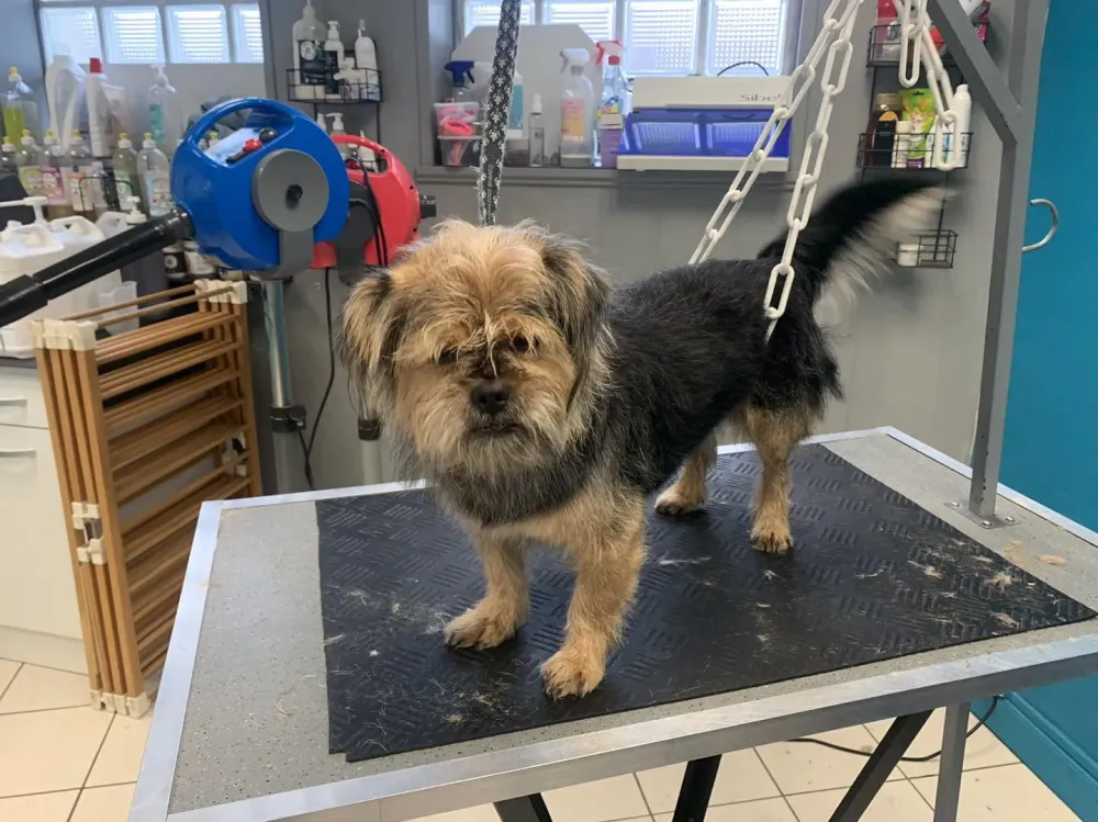 salon de toilettage chien et chat (7)